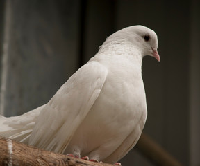 the dove is perched on a piece of wood