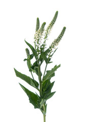 Branch of Veronica plant isolated on the white