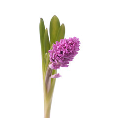 pink hyacinth isolated on white background