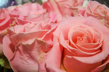 A bouquet of beautiful pink roses close up