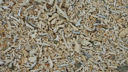 Texture of a tropical beach. Bright sea ​​shells and corals by the ocean. shore of a tropical island. debris of coral reef