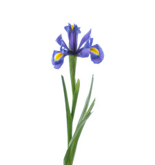 Branch of Iris flower isolated on the white