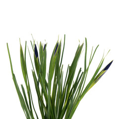 Fototapeta premium Branch of Iris flower isolated on the white