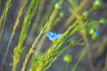 Blooming blue common flax. Buds and flowers. Linum usitatissimum