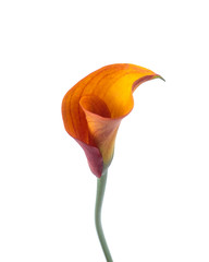 One Calla flower on the white isolated