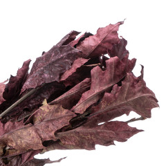 Dried branches of Quercus Oak isolated