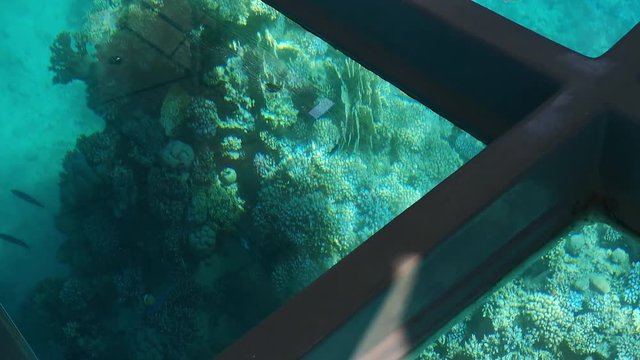 Coral reef outside the window, close-up (11). View of the underwater sea world through the transparent floor of a glass bottom boat