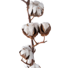 beautiful Soft Cotton stem isolated