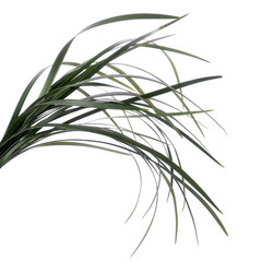 Dried green grass isolated on white
