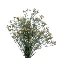 Dried white limonium branches isolated