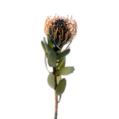 Branch of Protea Leucospermum isolated on the white