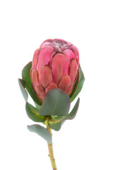 Beautiful Exotic protea flower isolated