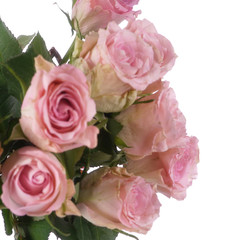 Fototapeta na wymiar pink roses on a white background