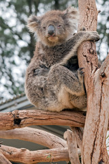 the koala was rescued from the bush fire