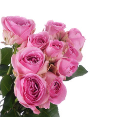 Fototapeta na wymiar bouquet of pink roses isolated