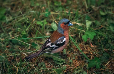 finch looking for feed in spring in old grass