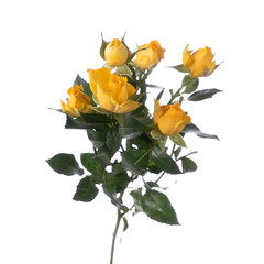 yellow roses isolated on white