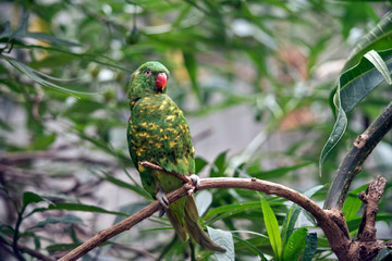 the scaly breasted lorikeet is green and yellow