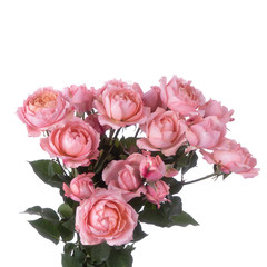 Rose bush Juliet isolated