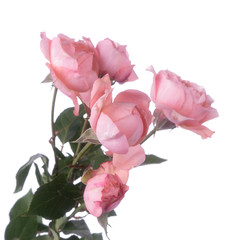 Obraz premium Rose bush Juliet isolated
