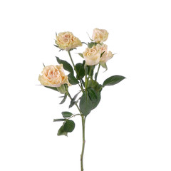 Obraz premium Rose Bush Elena isolated