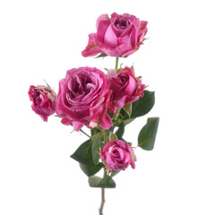 Beautiful fresh magenta rose bombastic bush isolated