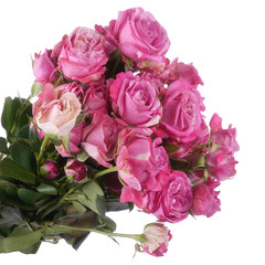 Beautiful fresh magenta rose bombastic bush isolated