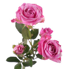 Beautiful fresh magenta rose bombastic bush isolated