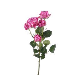 Naklejka na ściany i meble Beautiful fresh magenta rose bombastic bush isolated