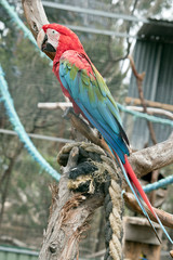 this is a side view of a red-and-green macaw