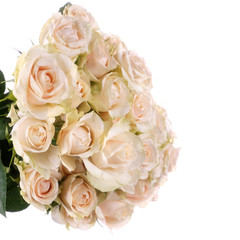 Rose Bush Super Bubbles isolated