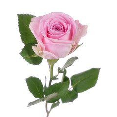 Pink rose Hera isolated on the white background