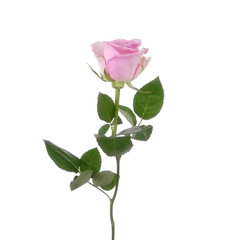 Pink rose Hera isolated on the white background