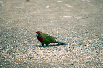 this is a juvenile crimson rosella