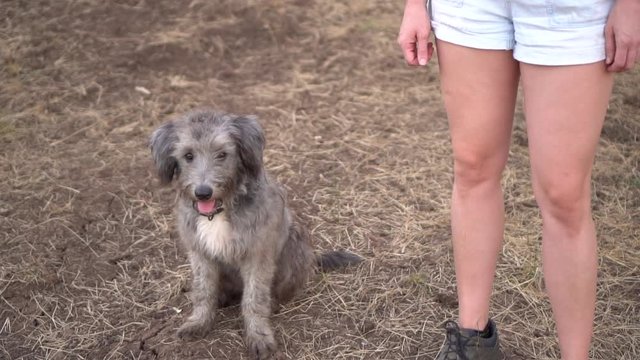 Cute furry farm dog sitting next to womans legs, looks at camera, slow motion