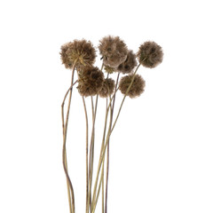 Dried balls of Scabiosa isolated