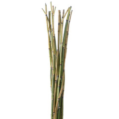Branch of dried Equisetum isolated on the white