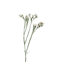 The branch of isolated Limonium statice isolated