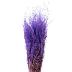 Violet Colored Stipa feather grass needle grass isolated