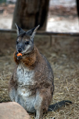 the tammar wallaby is eating a carrot