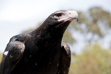 this is a close up of a wedge tail eagle
