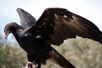 the wedge tail eagle is flapping his wings for balance
