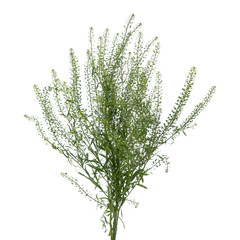 Tlaspi Green Dragon Branches isolated