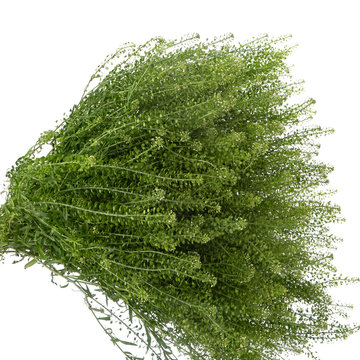 Tlaspi Green Dragon Branches isolated