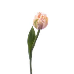 Obraz premium Beautiful color fresh tulip isolated
