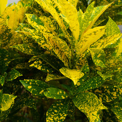 Colorful croton leaves. multi-colored bright leaves multi-colored bright  Codiaeum Variegatum leaves. texture of colored leaves background. yellow, green © Artem