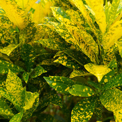 Colorful croton leaves. multi-colored bright leaves multi-colored bright  Codiaeum Variegatum leaves. texture of colored leaves background. yellow, green © Artem