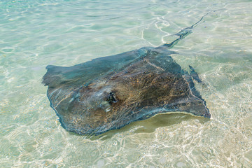 Fish ray swimming in the shallow water of the tropical beach of Stock Island (Exuma, Bahamas).