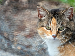Calico Cat Gaze