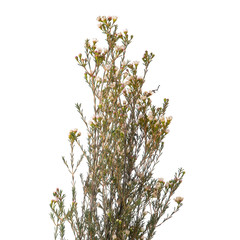 white Hamelachim Chamelaucium  Blondie isolated 